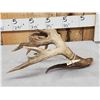 Image 5 : 111 1/8" Texas Whitetail Shed Antler