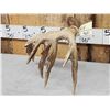 Image 6 : 111 1/8" Texas Whitetail Shed Antler