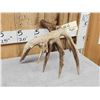 Image 7 : 111 1/8" Texas Whitetail Shed Antler