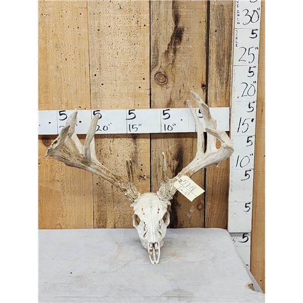 Cool Nontypical Whitetail Antlers On Skull