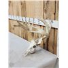 Image 2 : Cool Nontypical Whitetail Antlers On Skull