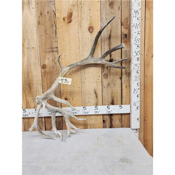 10.7 Lbs Reindeer Shed Antler