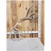 Image 1 : 10.7 Lbs Reindeer Shed Antler