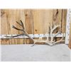 Image 2 : 10.7 Lbs Reindeer Shed Antler