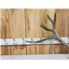 Image 3 : 10.7 Lbs Reindeer Shed Antler