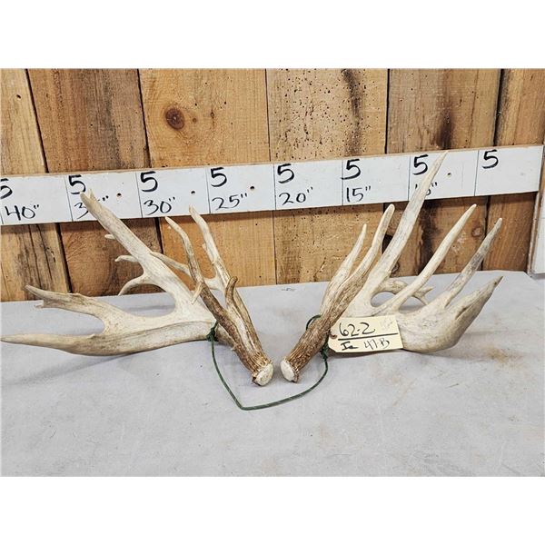 Set Of 218" Whitetail Shed Antlers