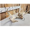 Image 2 : Set Of 218" Whitetail Shed Antlers