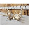 Image 3 : Set Of 218" Whitetail Shed Antlers