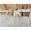 Image 4 : Set Of 218" Whitetail Shed Antlers