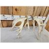 Image 5 : Set Of 218" Whitetail Shed Antlers