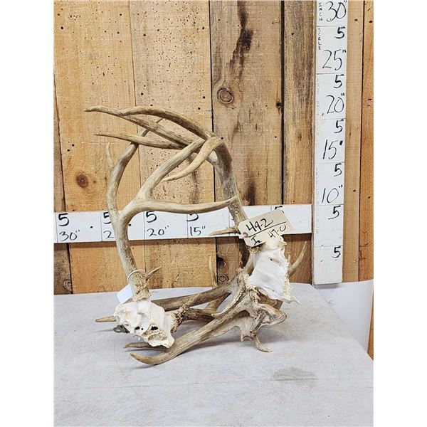 Rare Set Of Locked Mule Deer Antlers On Skull Plate