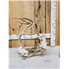 Image 1 : Rare Set Of Locked Mule Deer Antlers On Skull Plate