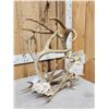 Image 2 : Rare Set Of Locked Mule Deer Antlers On Skull Plate