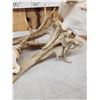 Image 3 : Rare Set Of Locked Mule Deer Antlers On Skull Plate