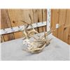 Image 5 : Rare Set Of Locked Mule Deer Antlers On Skull Plate