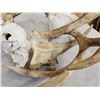 Image 6 : Rare Set Of Locked Mule Deer Antlers On Skull Plate