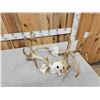 Image 7 : Rare Set Of Locked Mule Deer Antlers On Skull Plate