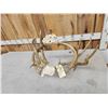 Image 8 : Rare Set Of Locked Mule Deer Antlers On Skull Plate
