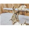 Image 9 : Rare Set Of Locked Mule Deer Antlers On Skull Plate