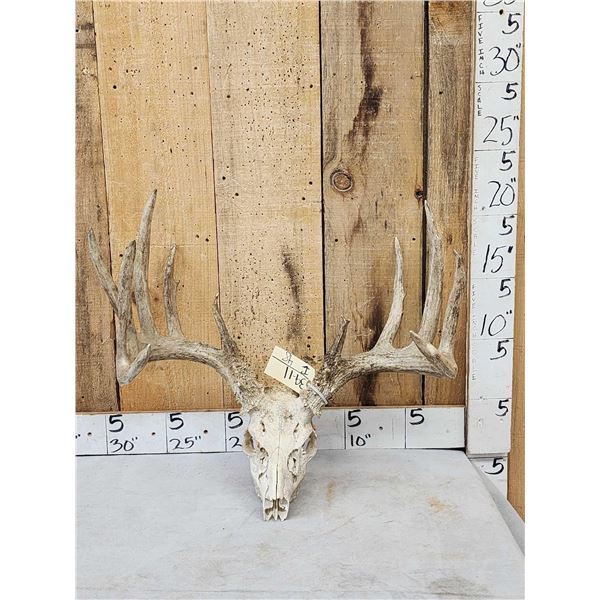 Main Frame 6x5 Whitetail Antlers On Skull