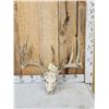 Image 1 : Main Frame 6x5 Whitetail Antlers On Skull