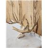 Image 2 : Main Frame 6x5 Whitetail Antlers On Skull