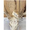 Image 3 : Main Frame 6x5 Whitetail Antlers On Skull