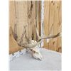 Image 4 : Main Frame 6x5 Whitetail Antlers On Skull