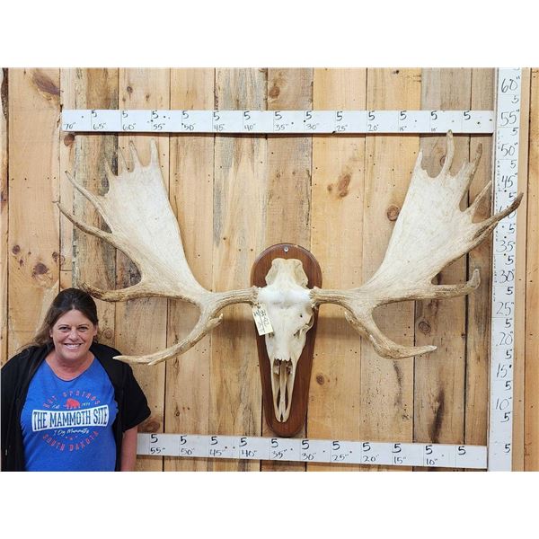 Monster 63" Wide Alaskan Yukon Moose Antlers On Skull