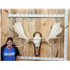 Image 1 : Monster 63" Wide Alaskan Yukon Moose Antlers On Skull