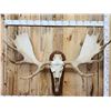 Image 2 : Monster 63" Wide Alaskan Yukon Moose Antlers On Skull