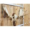 Image 3 : Monster 63" Wide Alaskan Yukon Moose Antlers On Skull