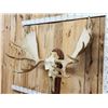 Image 4 : Monster 63" Wide Alaskan Yukon Moose Antlers On Skull