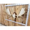Image 5 : Monster 63" Wide Alaskan Yukon Moose Antlers On Skull