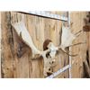 Image 6 : Monster 63" Wide Alaskan Yukon Moose Antlers On Skull