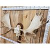 Image 7 : Monster 63" Wide Alaskan Yukon Moose Antlers On Skull