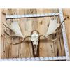 Image 8 : Monster 63" Wide Alaskan Yukon Moose Antlers On Skull
