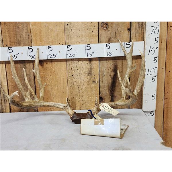 201" Net Boone & Crockett Mule Deer Antlers On Skull Plate