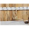 Image 2 : 201" Net Boone & Crockett Mule Deer Antlers On Skull Plate