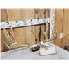 Image 3 : 201" Net Boone & Crockett Mule Deer Antlers On Skull Plate
