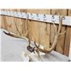 Image 4 : 201" Net Boone & Crockett Mule Deer Antlers On Skull Plate