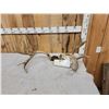 Image 5 : 201" Net Boone & Crockett Mule Deer Antlers On Skull Plate