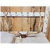 Image 6 : 201" Net Boone & Crockett Mule Deer Antlers On Skull Plate