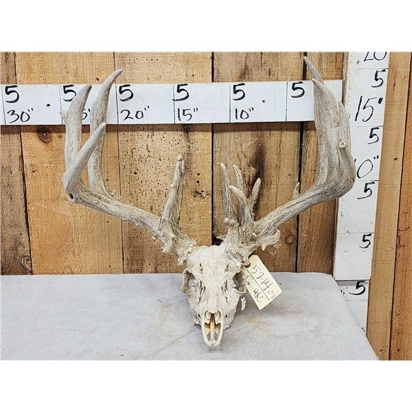 Big Main Frame 4x5 Whitetail Antlers On Skull