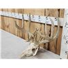 Image 2 : Big Main Frame 4x5 Whitetail Antlers On Skull