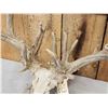 Image 3 : Big Main Frame 4x5 Whitetail Antlers On Skull