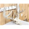 Image 4 : Big Main Frame 4x5 Whitetail Antlers On Skull