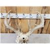 Image 5 : Big Main Frame 4x5 Whitetail Antlers On Skull