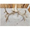 Image 6 : Big Main Frame 4x5 Whitetail Antlers On Skull