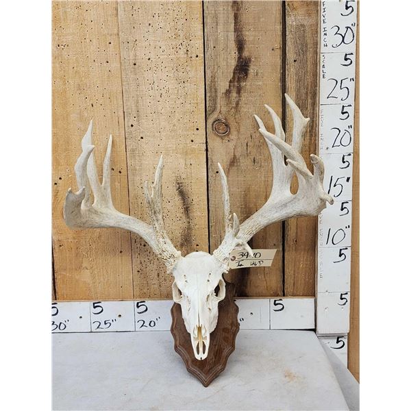 Heavy Mass Palmated Whitetail Antlers On Skull